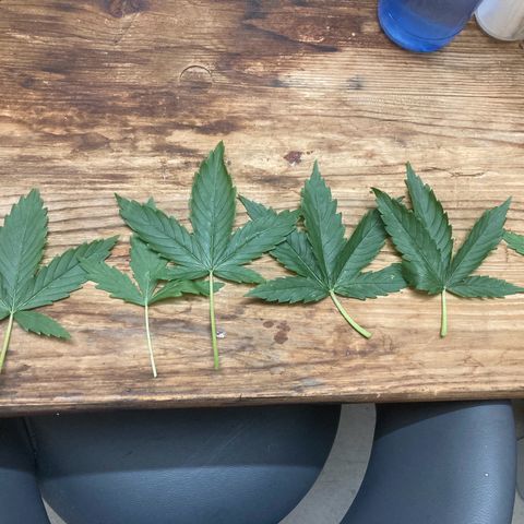 Master Kush-WL-Mineralisch #1 growlog timeline photo