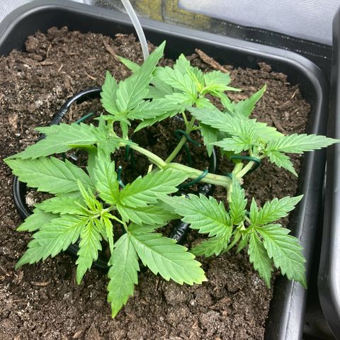 Master Kush-WL-Mineralisch #1 growlog timeline photo