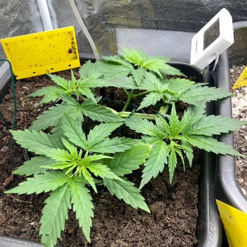 Master Kush-WL-Mineralisch #1 growlog timeline photo