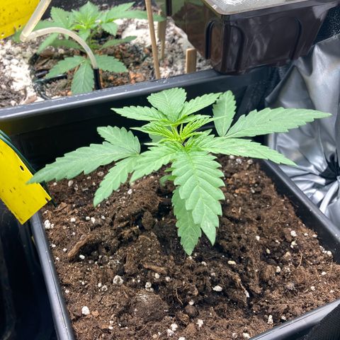 Blue Zushi - Bulk Seeds - miX  growlog timeline photo