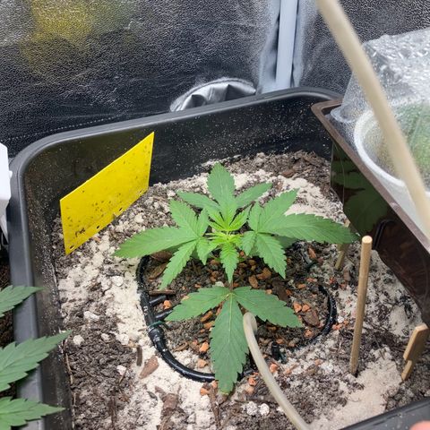 Master Kush-WL-Biologisch #2 growlog timeline photo