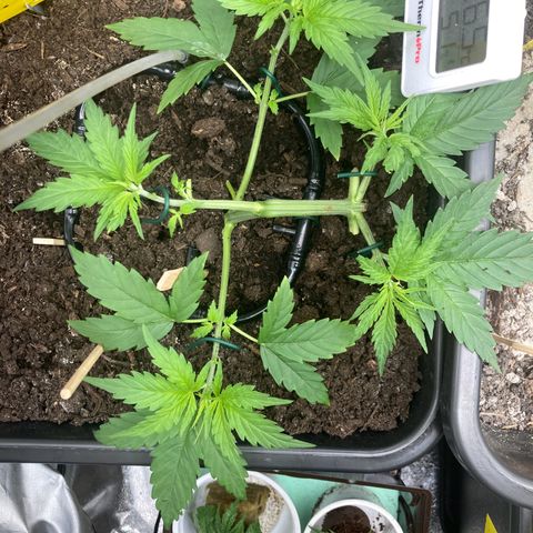Master Kush-WL-Mineralisch #1 growlog timeline photo