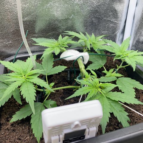 Master Kush-WL-Mineralisch #1 growlog timeline photo