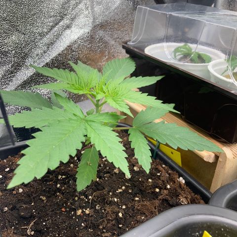Blue Zushi - Bulk Seeds - miX  growlog timeline photo