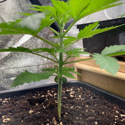 Blue Zushi - Bulk Seeds - miX  growlog timeline photo