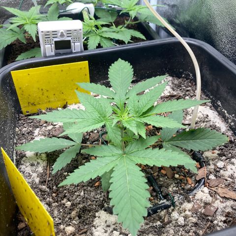 Master Kush-WL-Biologisch #2 growlog timeline photo