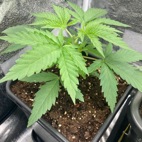 Blue Zushi - Bulk Seeds - miX  growlog timeline photo