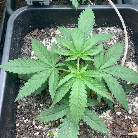 Master Kush-WL-Biologisch #2 growlog timeline photo