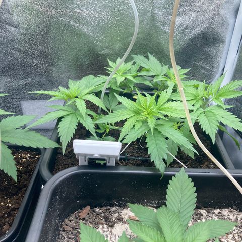 Master Kush-WL-Mineralisch #1 growlog timeline photo