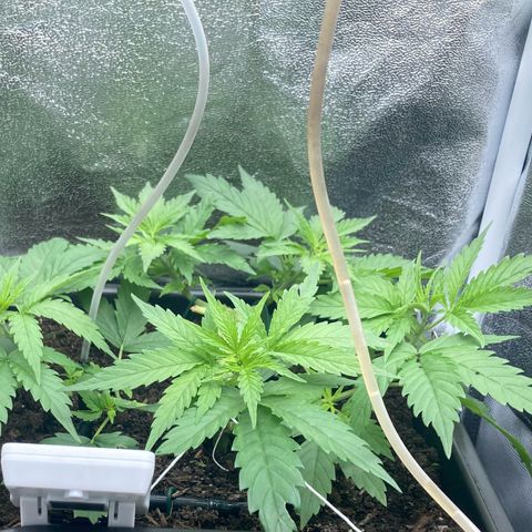 Master Kush-WL-Mineralisch #1 growlog timeline photo