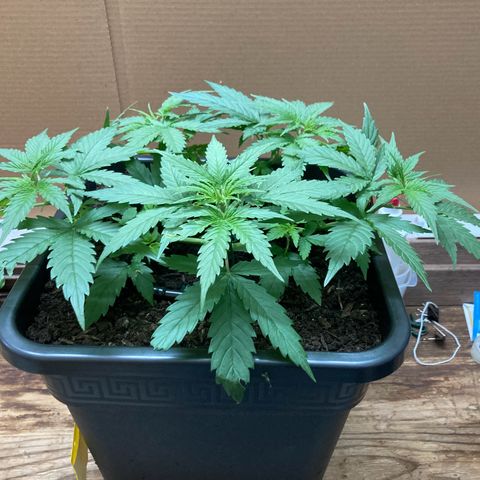 Master Kush-WL-Mineralisch #1 growlog timeline photo