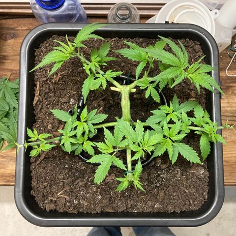 Master Kush-WL-Mineralisch #1 growlog timeline photo