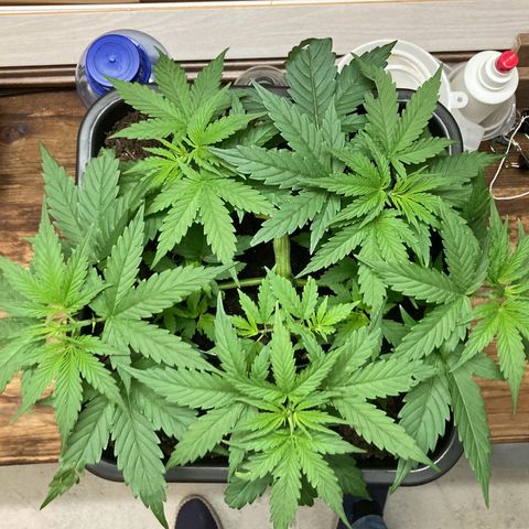 Master Kush-WL-Mineralisch #1 growlog timeline photo