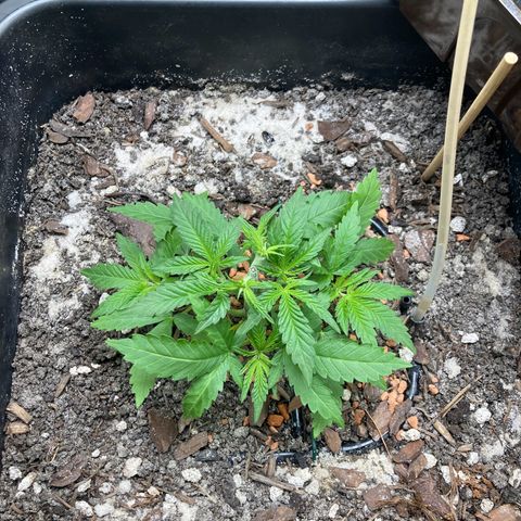 Master Kush-WL-Biologisch #2 growlog timeline photo