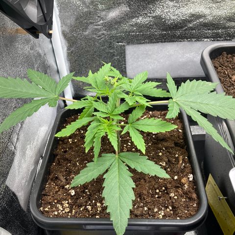 Blue Zushi - Bulk Seeds - miX  growlog timeline photo