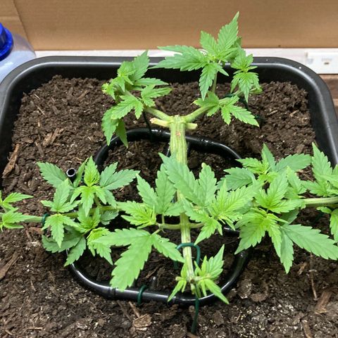 Master Kush-WL-Mineralisch #1 growlog timeline photo