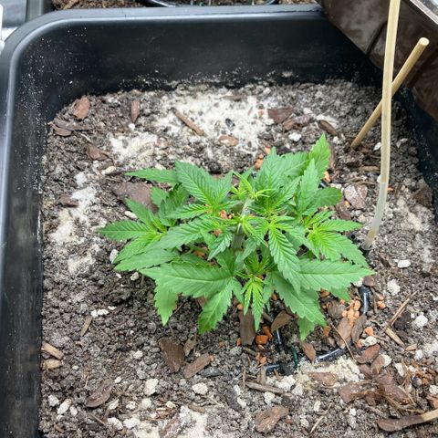 Master Kush-WL-Biologisch #2 growlog timeline photo