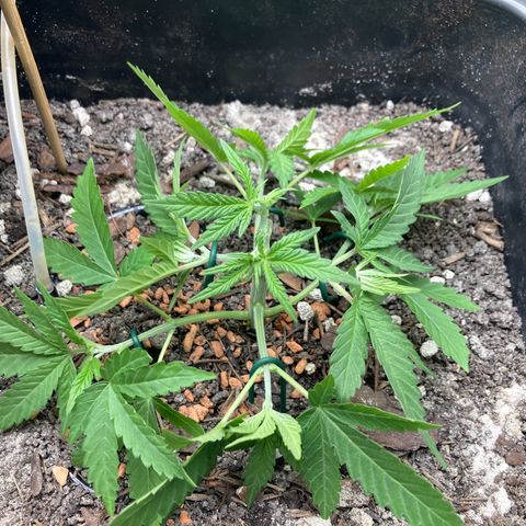Master Kush-WL-Biologisch #2 growlog timeline photo
