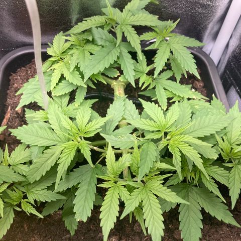 Master Kush-WL-Mineralisch #1 growlog timeline photo