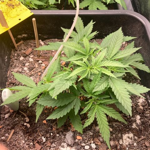 Master Kush-WL-Biologisch #2 growlog timeline photo
