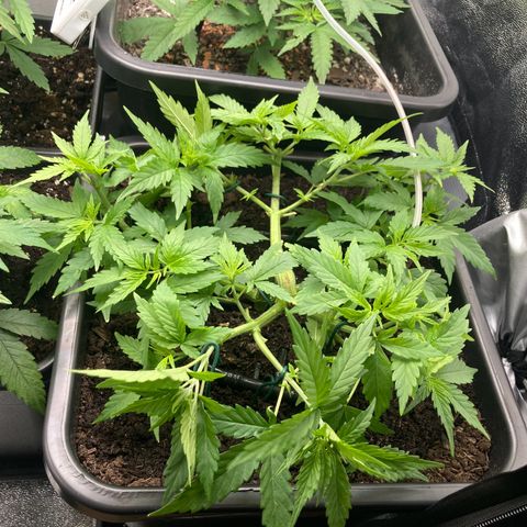 Master Kush-WL-Mineralisch #1 growlog timeline photo