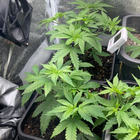 Blue Zushi - Bulk Seeds - miX  growlog timeline photo