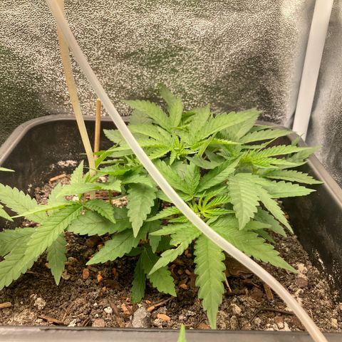 Master Kush-WL-Biologisch #2 growlog timeline photo