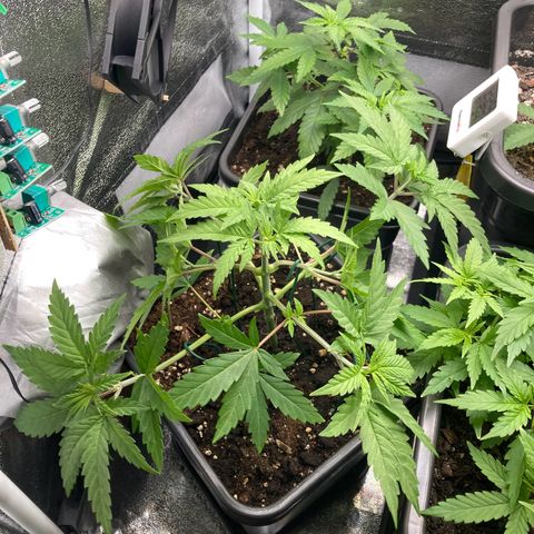 Blue Zushi - Bulk Seeds - miX  growlog timeline photo