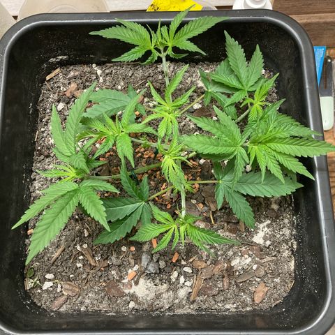 Master Kush-WL-Biologisch #2 growlog timeline photo