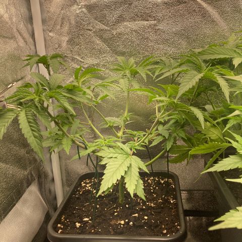 Blue Zushi - Bulk Seeds - miX  growlog timeline photo