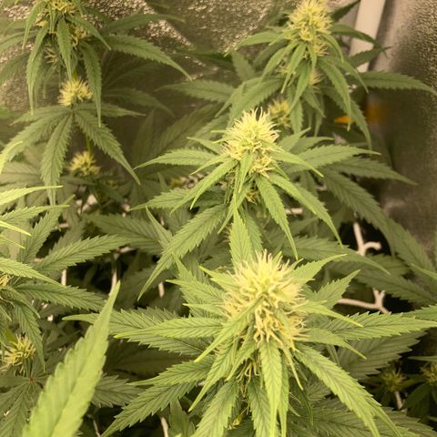 Master Kush-WL-Mineralisch #1 growlog timeline photo