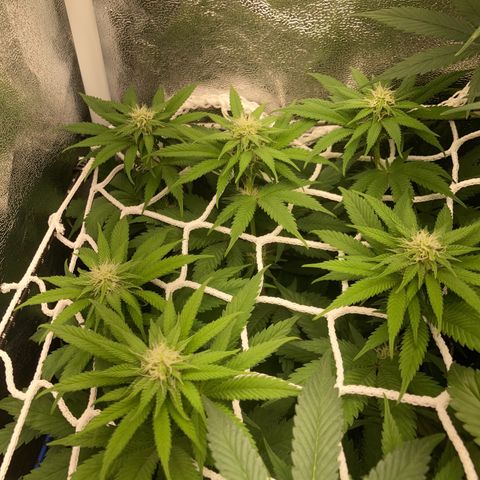 Blue Zushi - Bulk Seeds - miX  growlog timeline photo