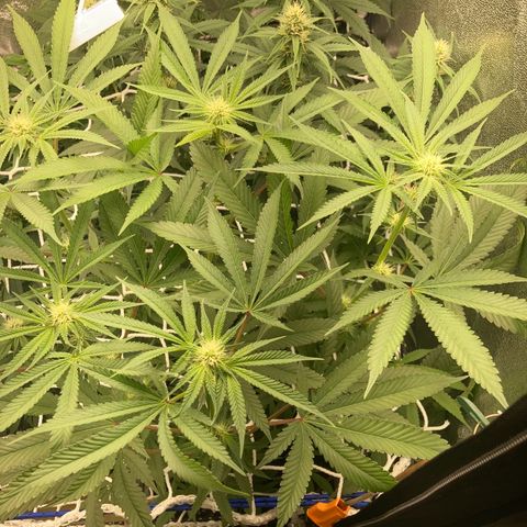 Master Kush-WL-Biologisch #2 growlog timeline photo