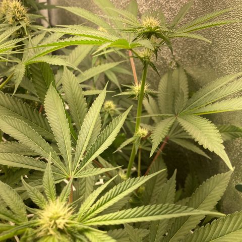 Master Kush-WL-Biologisch #2 growlog timeline photo