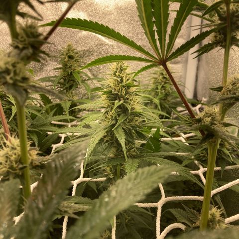 Master Kush-WL-Mineralisch #1 growlog timeline photo