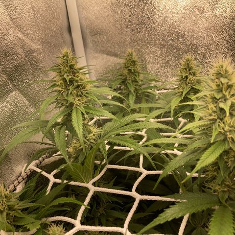 Master Kush-WL-Mineralisch #1 growlog timeline photo