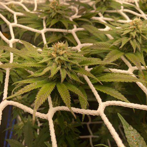 Blue Zushi - Bulk Seeds - miX  growlog timeline photo