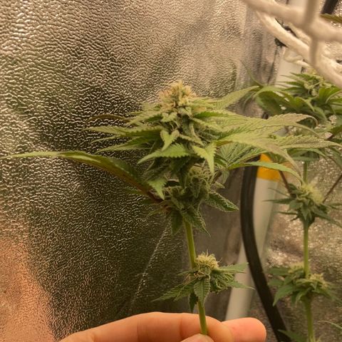 Blue Zushi - Bulk Seeds - miX  growlog timeline photo