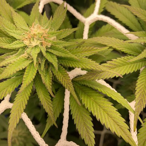 Blue Zushi - Bulk Seeds - miX  growlog timeline photo