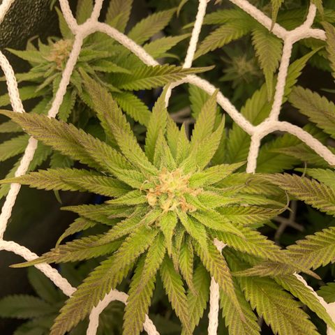 Blue Zushi - Bulk Seeds - miX  growlog timeline photo