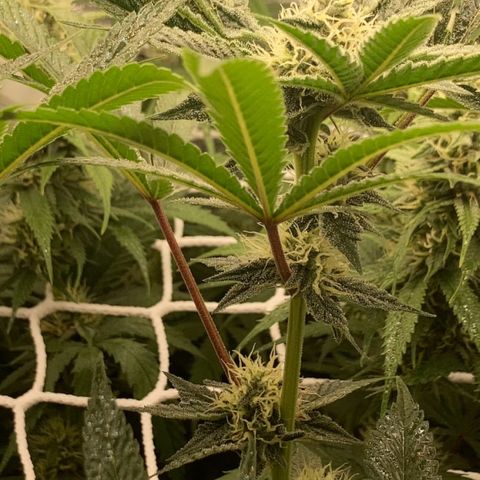 Master Kush-WL-Biologisch #2 growlog timeline photo