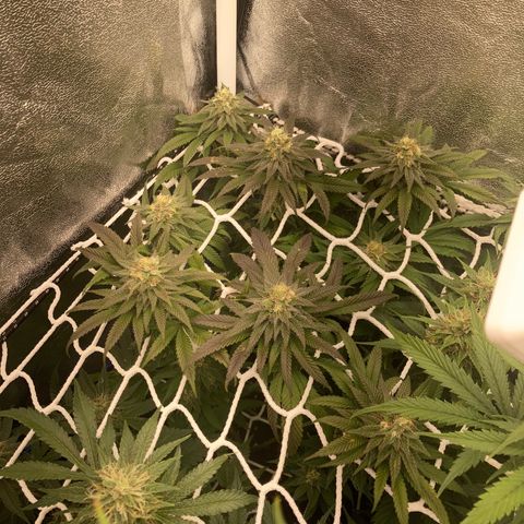Blue Zushi - Bulk Seeds - miX  growlog timeline photo