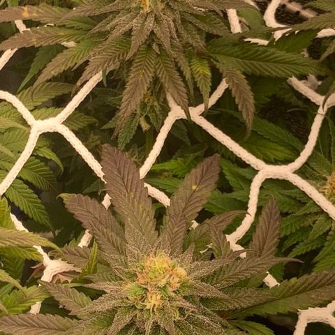 Blue Zushi - Bulk Seeds - miX  growlog timeline photo