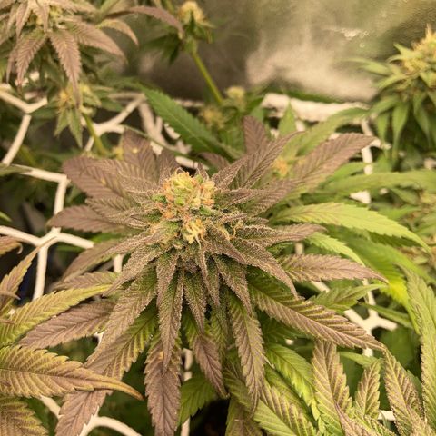 Blue Zushi - Bulk Seeds - miX  growlog timeline photo