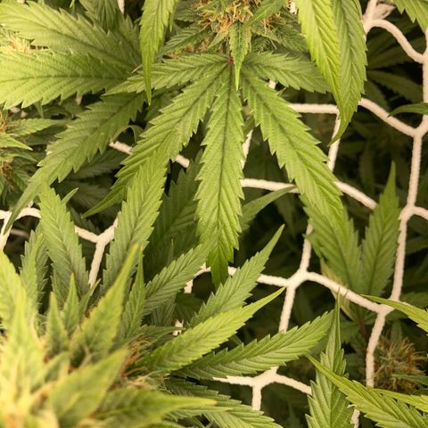 Master Kush-WL-Mineralisch #1 growlog timeline photo