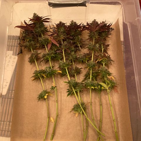 Blue Zushi - Bulk Seeds - miX  growlog timeline photo