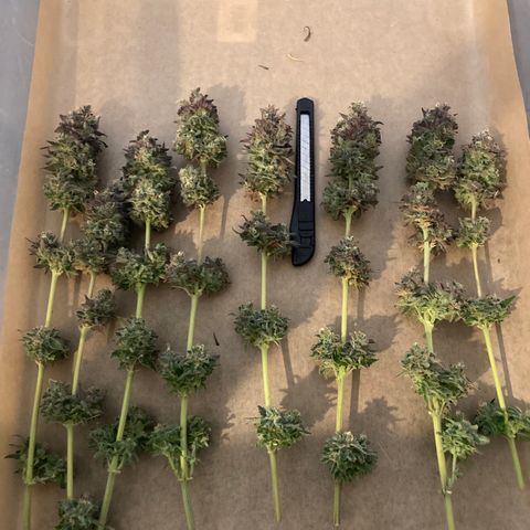 Blue Zushi - Bulk Seeds - miX  growlog timeline photo