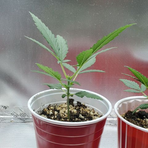 BGL v2 growlog photo: Firsr top