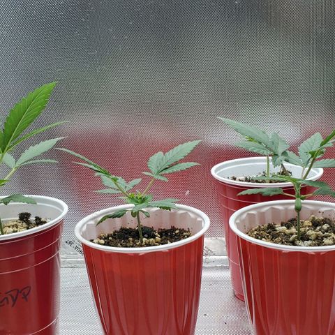 BGL v2 growlog photo: Firsr top