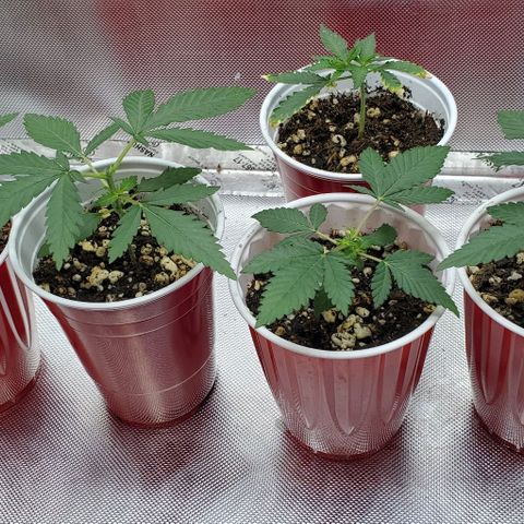 BGL v2 growlog photo: Firsr top
